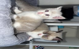 Mixed Breed cats for sale: Beautiful mix breed kittens - Image 18