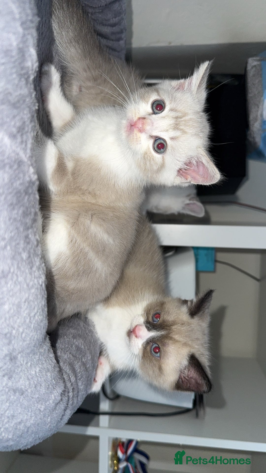 Mixed Breed cats for sale: Beautiful mix breed kittens - Image 18