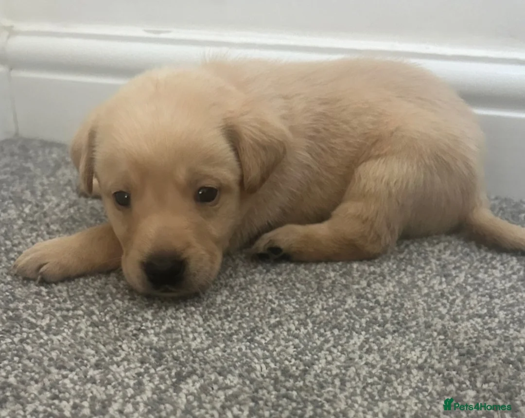 Labrador Retriever dogs for sale: Kc Labrador retriever  in Worcester - Advert 16