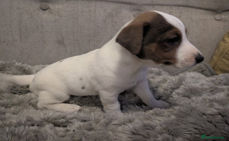 Jack Russell dogs - Advert 2