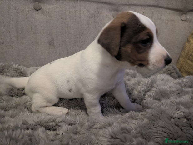 Jack Russell dogs - Advert 2