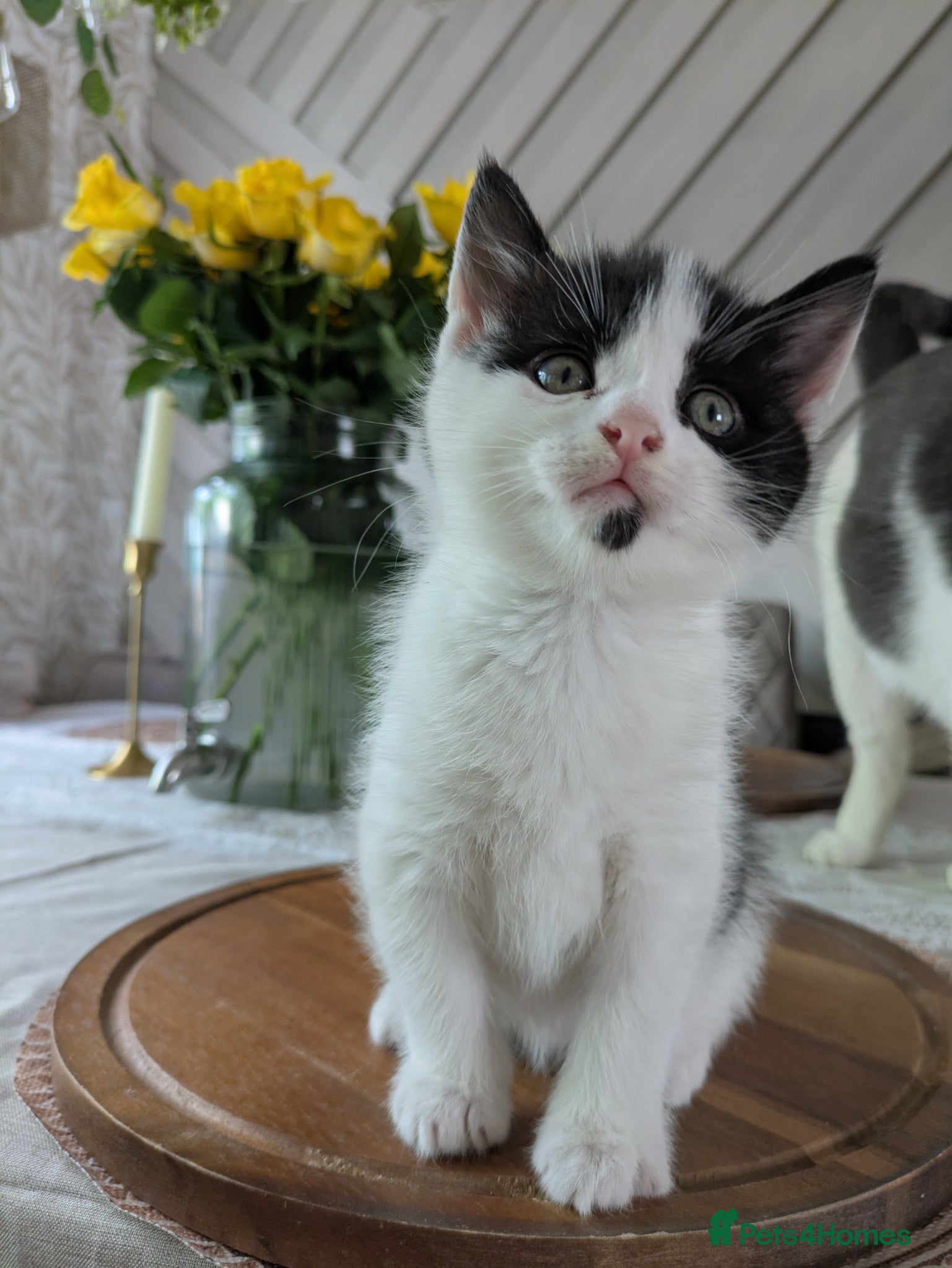 Mixed Breed cats Kittens ready for new homes  - Advert 1