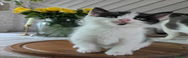 Mixed Breed Kitten 1