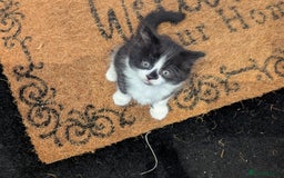 Mixed Breed cats for sale: 3 Beautiful Black and White Tuxedo Kittens  - Image 4