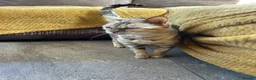 Bengal cats for sale: Beautiful silver neutered female - Advert 6