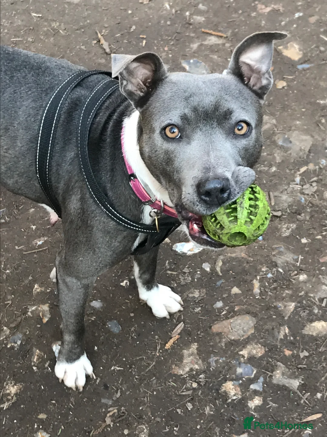 Staffordshire Bull Terrier dogs for sale: 🐾 Adorable Blue Staffordshire Bull Terrier–Luna🐾 in Swanscombe - Advert 4