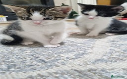 Domestic Shorthair cats for sale: Cute kittens  - Image 2