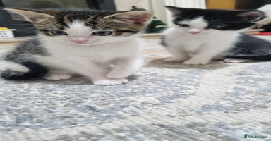 Domestic Shorthair cats - Advert 7