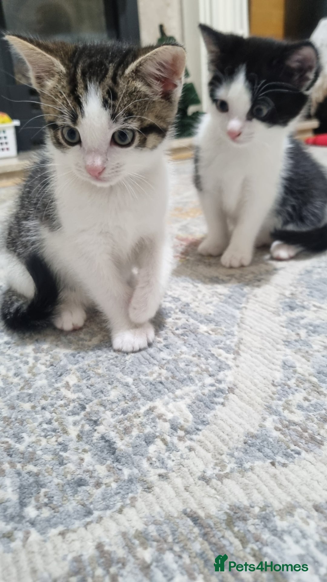 Domestic Shorthair cats for sale: Cute kittens  - Image 2