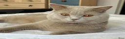 British Shorthair cats for sale: Beautiful British Shorthair kittens - Advert 29