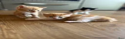Mixed Breed cats for sale: Healthy Domestic Housecats, Father Unknown - Advert 19