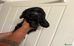 Cocker Spaniel dogs for sale: Show type Cocker Spaniels, ready to leave - Image 12