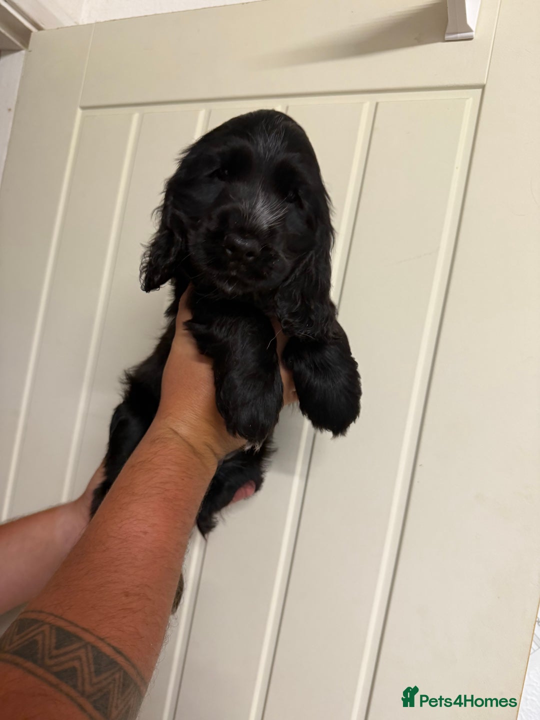 Cocker Spaniel dogs for sale: Show type Cocker Spaniels, ready to leave - Image 12