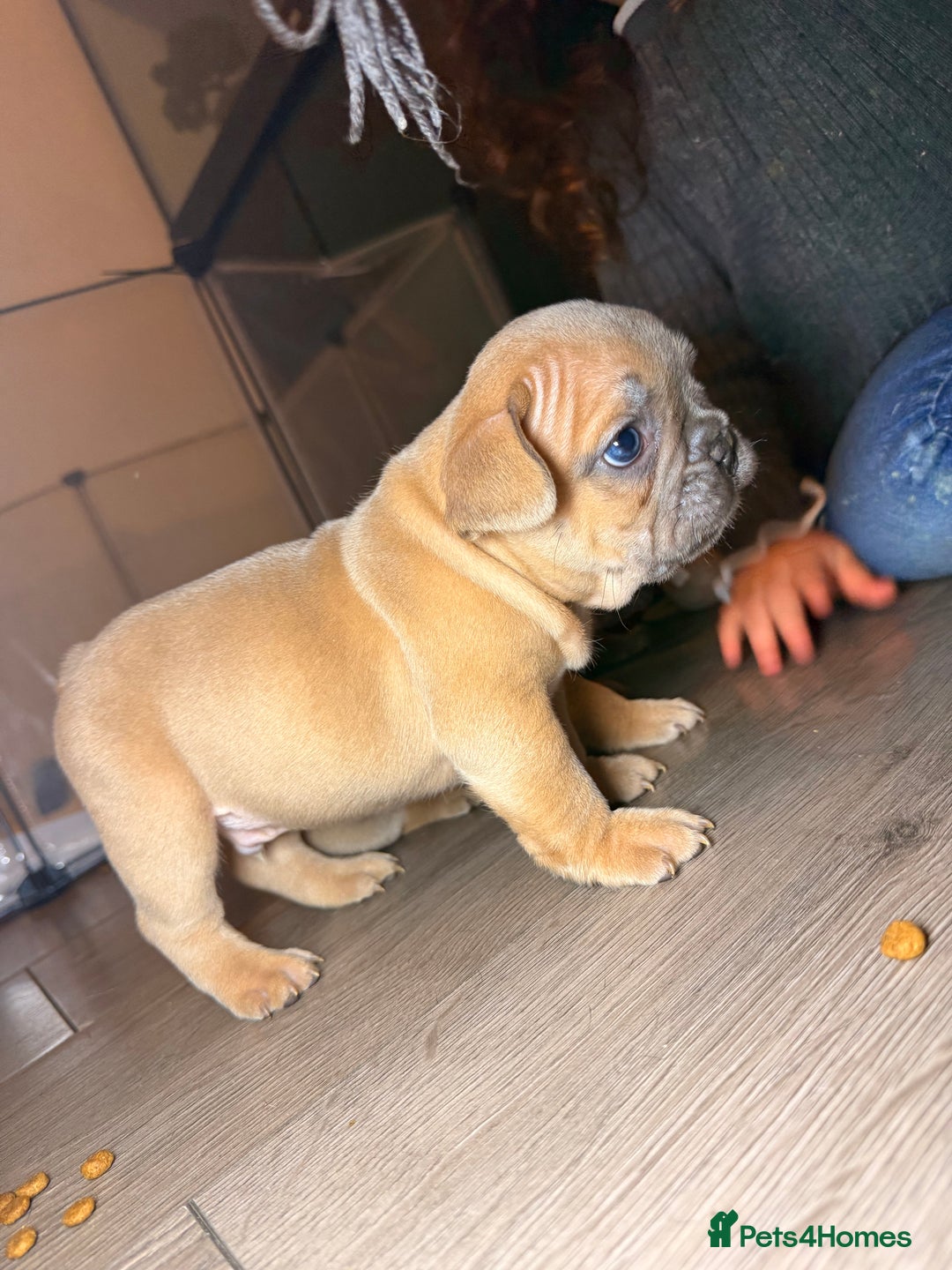 French Bulldog dogs for sale: French bulldog  - Advert 12