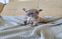 French Bulldog dogs for sale: French bulldog puppies  - Image 2