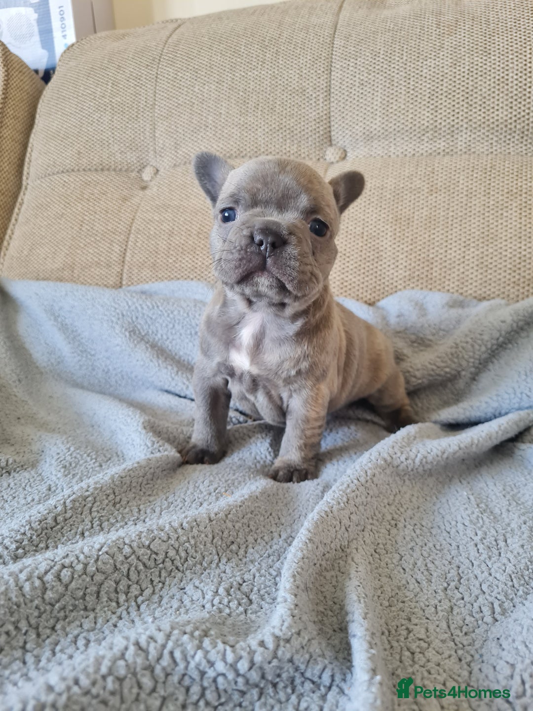 French Bulldog dogs for sale: French bulldog puppies  - Image 2