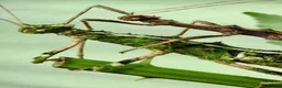 Stick Insects invertebrates for sale: Numerous species of stick insect eggs and nymphs  - Advert 3