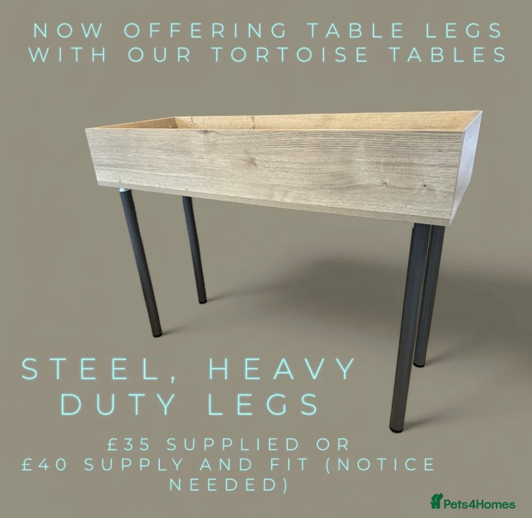 Tortoise reptiles for sale: Baby Sulcata Tortoises & Set ups - Advert 5