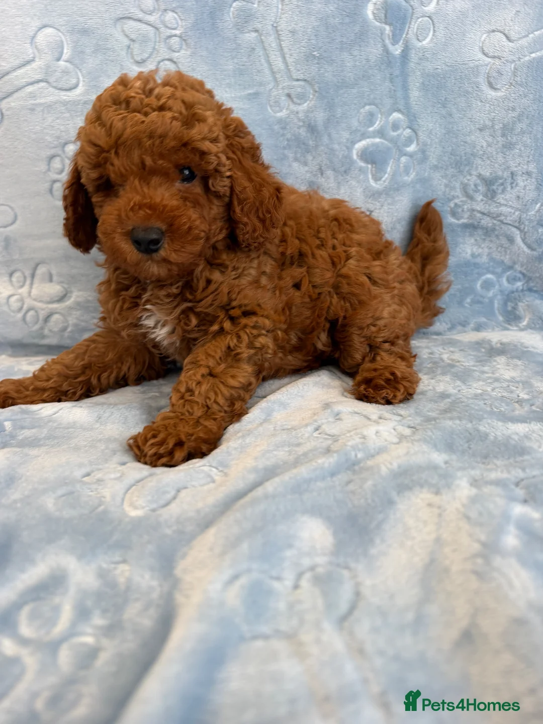 Toy Poodle dogs for sale: Beautiful health tested toy poodles  - Advert 2