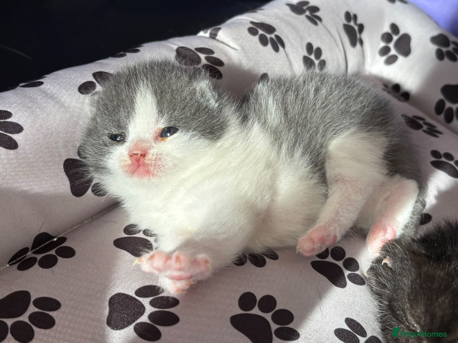 British Shorthair cats  GCCF Pedigree — Champion Bloodline Babies - Advert 2