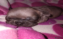 French Bulldog dogs for sale: French bulldog puppies - Image 3