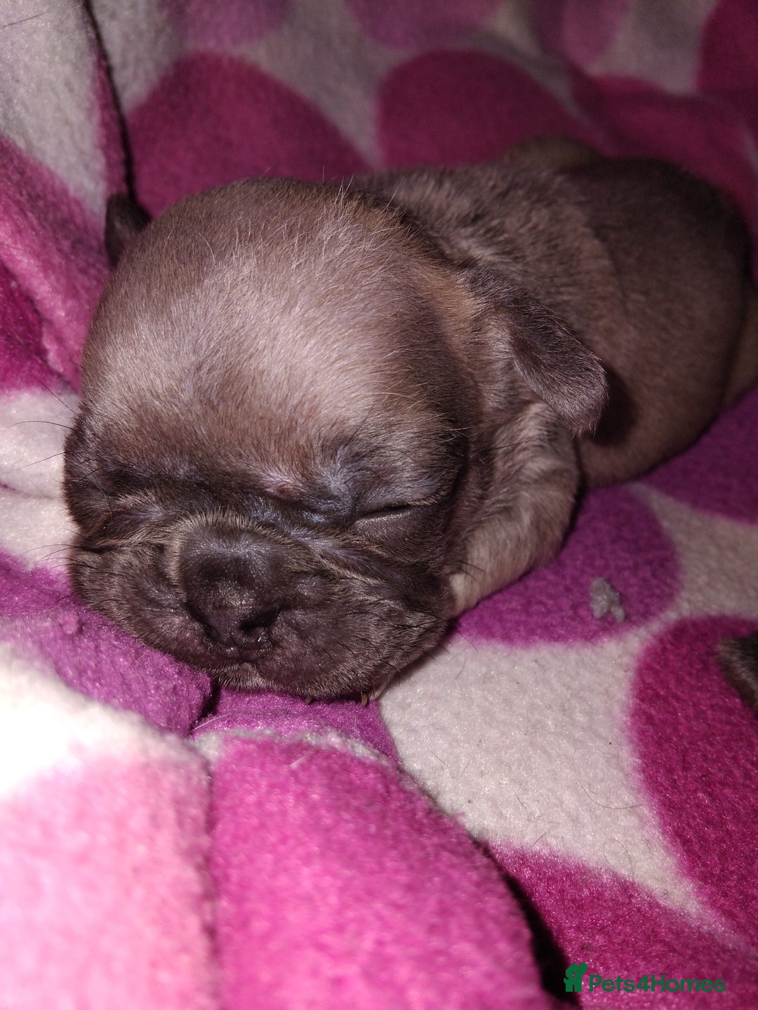 French Bulldog dogs for sale: French bulldog puppies - Image 3