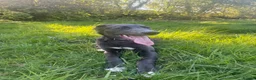 Mixed Breed dogs for sale: Stunning Lurcher boy  - Advert 2