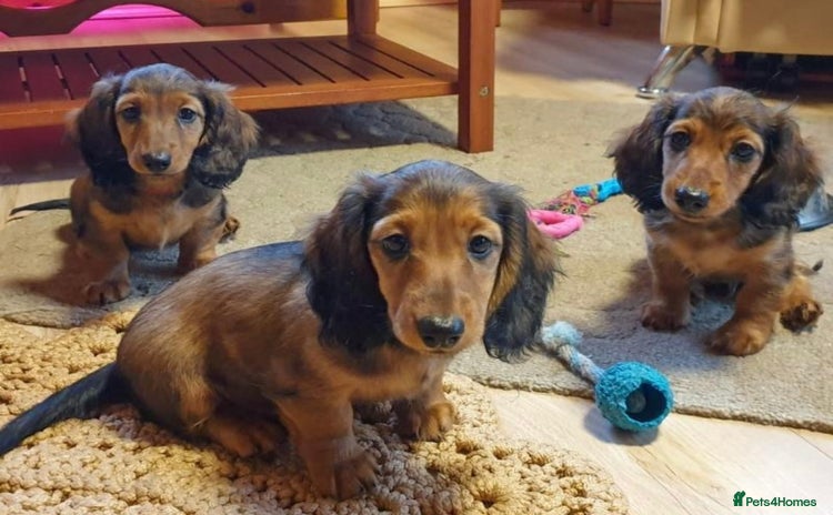 Miniature Dachshund dogs - Advert 3