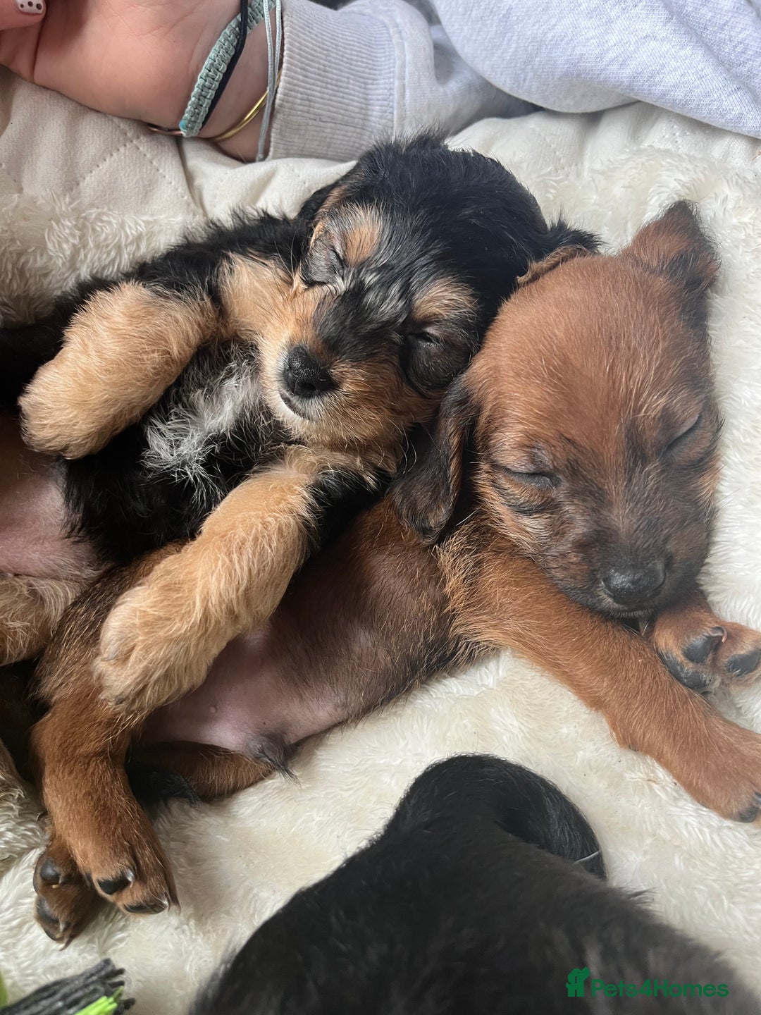Mixed Breed dogs for sale: Gorgeous Plummer Terrier X Toy Poodle - Image 1
