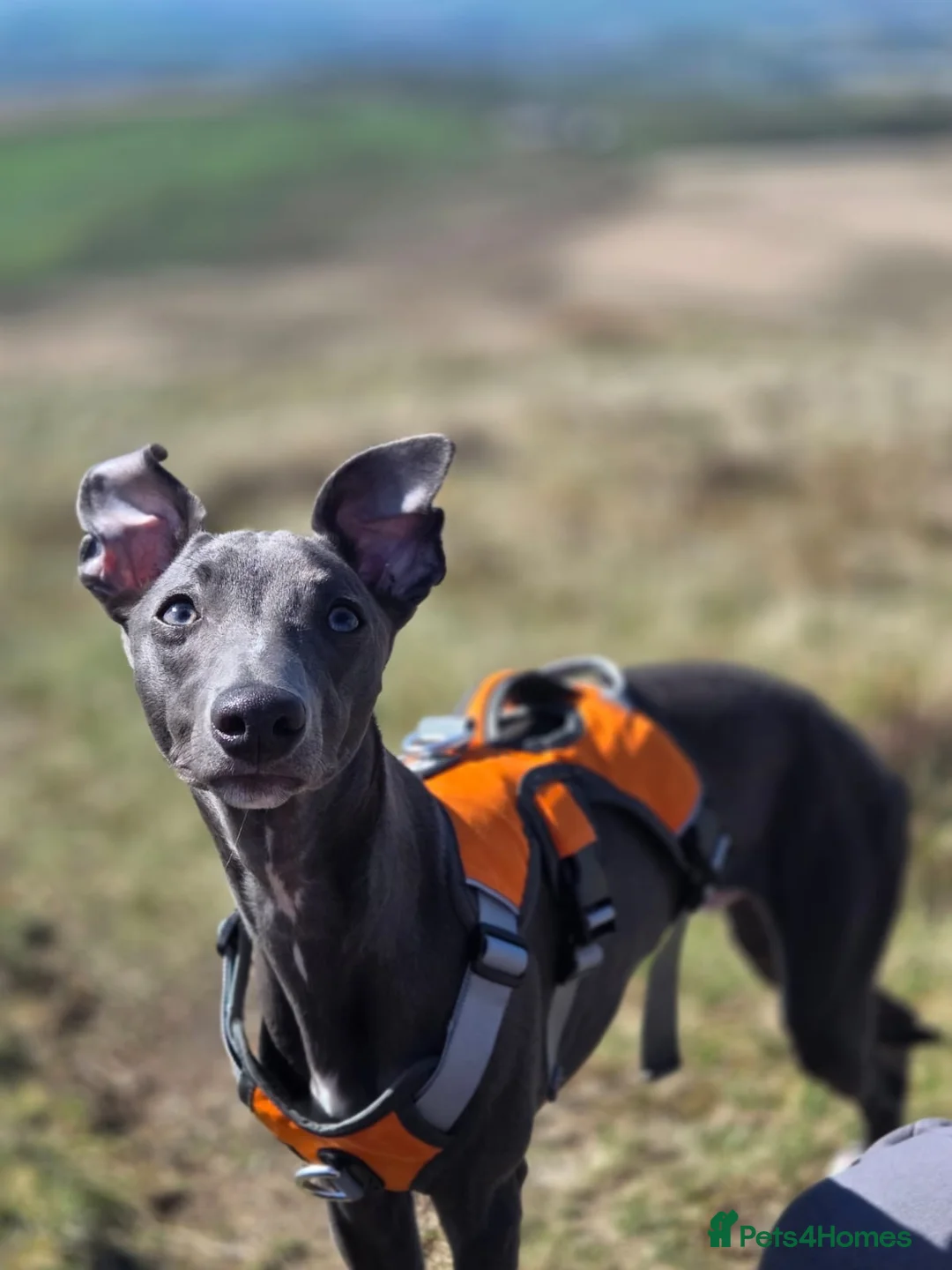 Whippet dogs for stud: 💙 Exceptional Blue Whippet | Stud Available 💙 - Advert 6
