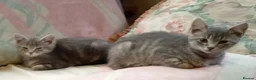 British Shorthair cats for sale: British shorthair kittens in Southampton - Advert 8