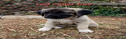 Turkish Kangal dogs for sale: TURKISH KANGAL PUPPIES! - Advert 23