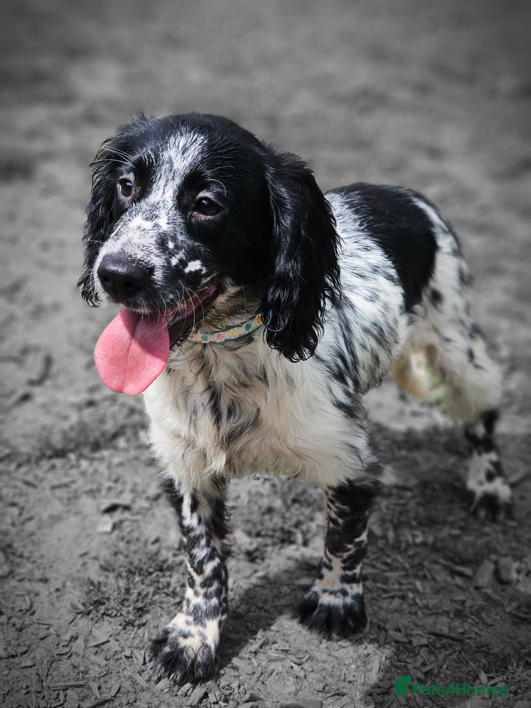 Cocker Spaniel dogs for sale: Cocker Spaniel Puppies  in Poole - Image 5
