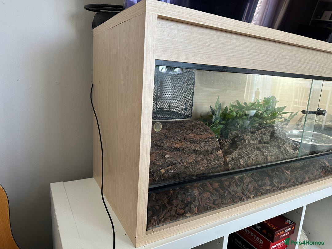 Python Snake reptiles for sale: Royal python with enclosure to a good home - Advert 5