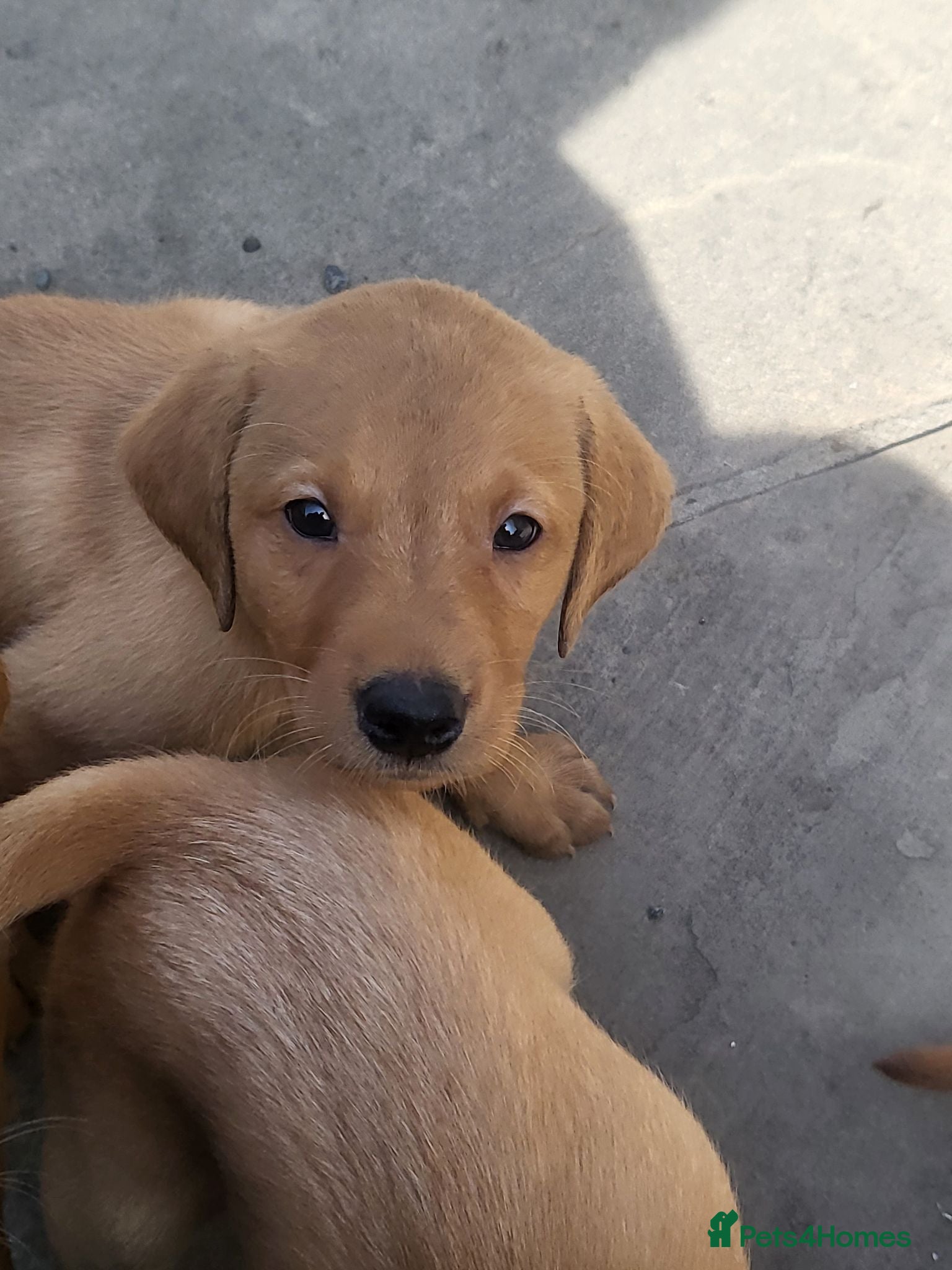 Labrador Retriever dogs Fox Red Labradors, KC registered, Health Checked. - Advert 2