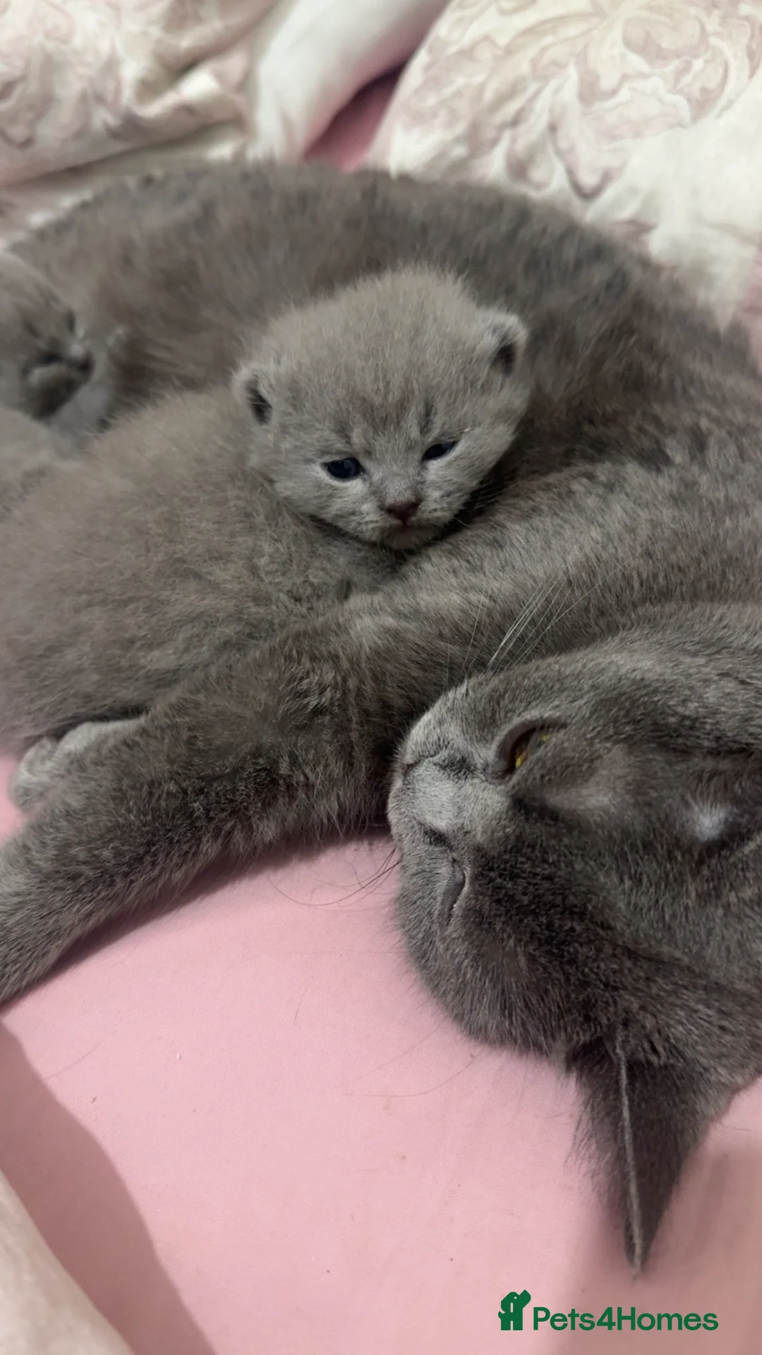 British Shorthair cats for sale: Adorable British Shorthair Kittens🐾 - Advert 2