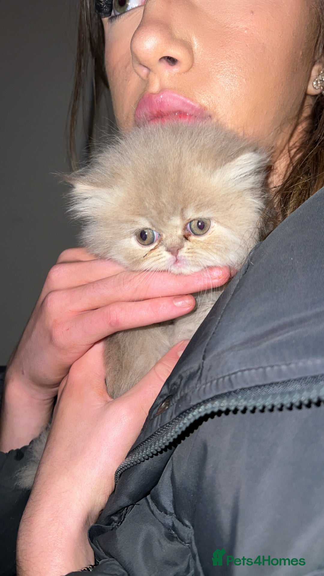 Persian cats for sale: 3 Persian kittens  - Advert 7