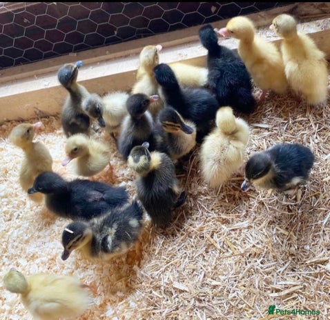 Ducks poultry - Advert 12