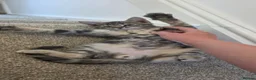 Mixed Breed cats for sale: 🐾 Last male kitten Looking for forever home  - Advert 9