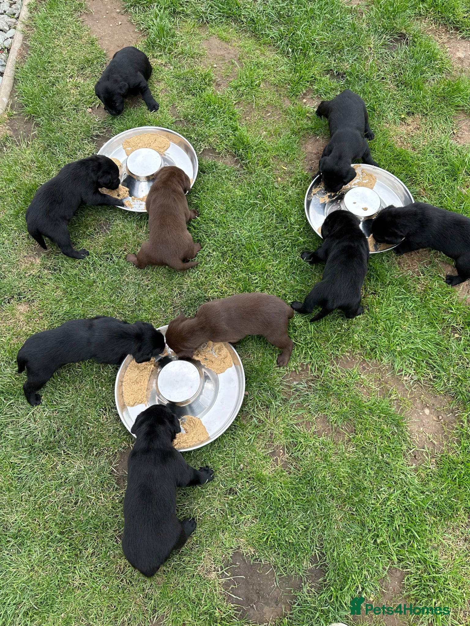 Labrador Retriever dogs Stunning KC Labradors. Crufts winner Stud dog - Advert 2