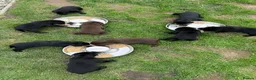 Labrador Retriever dogs for sale: Stunning KC Labradors. Crufts winning Stud dog - Advert 10