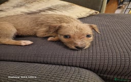 Lurcher dogs for sale: Lurcher poppies  - Image 6