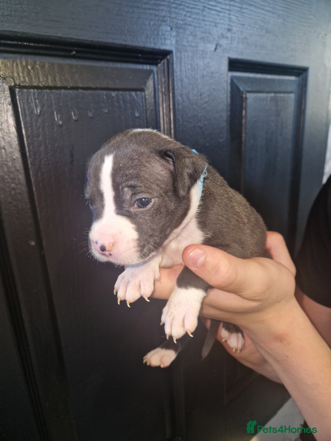 American Bulldog dogs for sale: American  bulldog  pups - Image 29