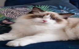 Ragdoll cats for sale: 🩷✨️Lovely Chunky EU kittens✨️🏆TICA Award cattery - Image 6