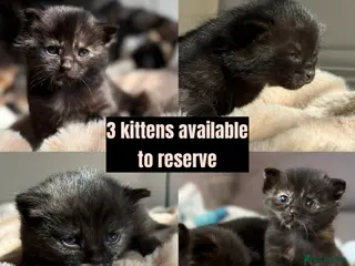 Domestic Shorthair cats 4 Stunning Baby Kittens – Ready to reserve - Advert 10