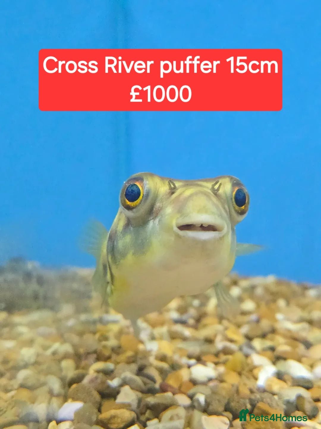 Pufferfish fish Puffers! - Different price + Breed!! ❤️🐡 - Advert 1