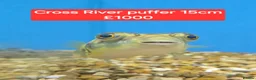 Pufferfish fish for sale: Puffers! - Different prices + Breeds!! ❤️🐡 - Advert 1