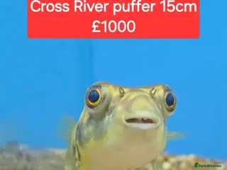 Pufferfish fish Puffers! - Different price + Breed!! ❤️🐡 - Advert 1