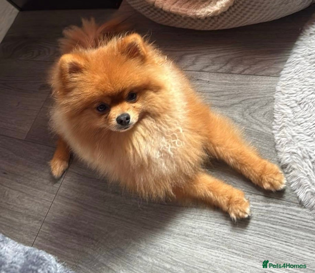 Pomeranian dogs for sale: Pomeranian boy - Image 3