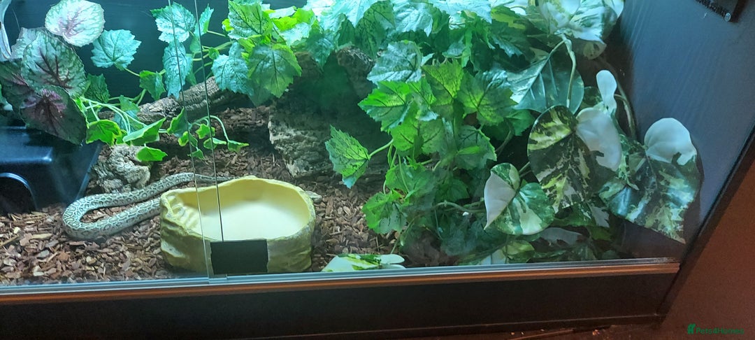 Python Snake reptiles for sale: CB25 Female Dwarf Hypo Python & Setup - Advert 2